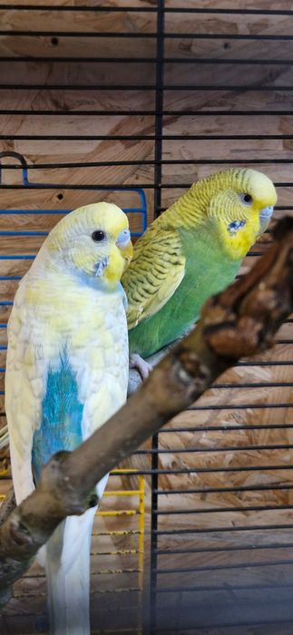 Papugi faliste  młode