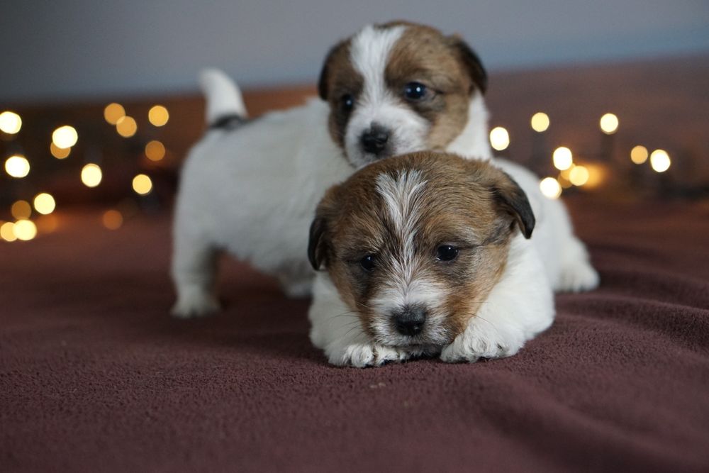 Szczenię z oficjalnej hodowli FCI  ZKwP oddz.  Chojnice
