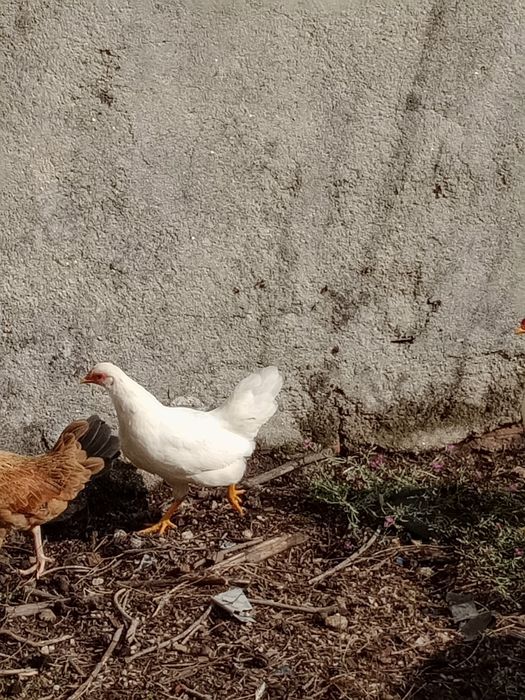 Garnisés/fêmeas 4 brancas 1 preta 1 castanha.