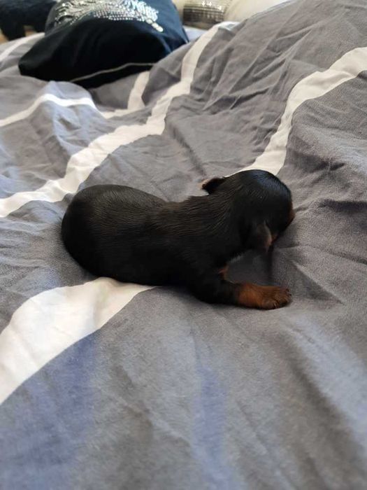 York czarno złoty piesek