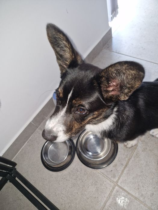 Продам Коргі кардіган