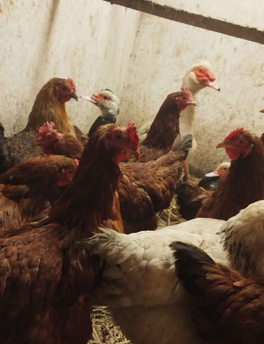 Jaja lęgowe kur niosek mix