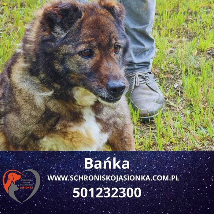 Bańka do adopcji – Schronisko Jasionka