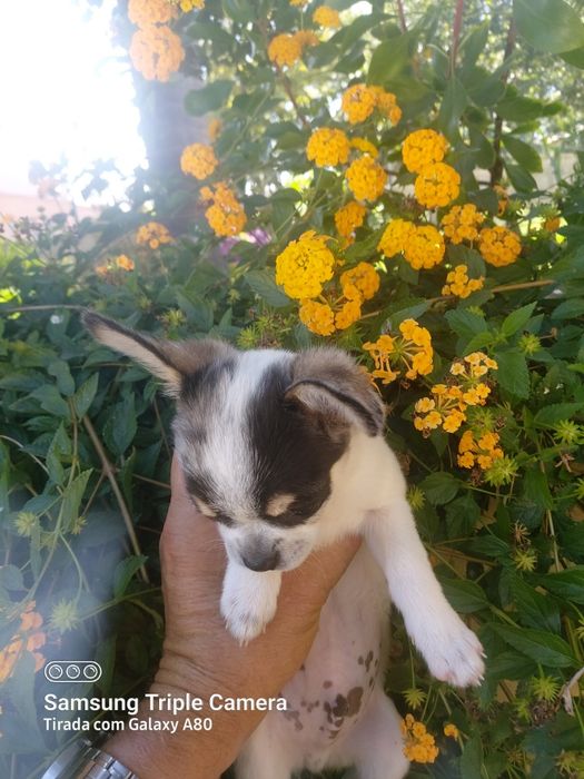 Lindo chihuahua machinho