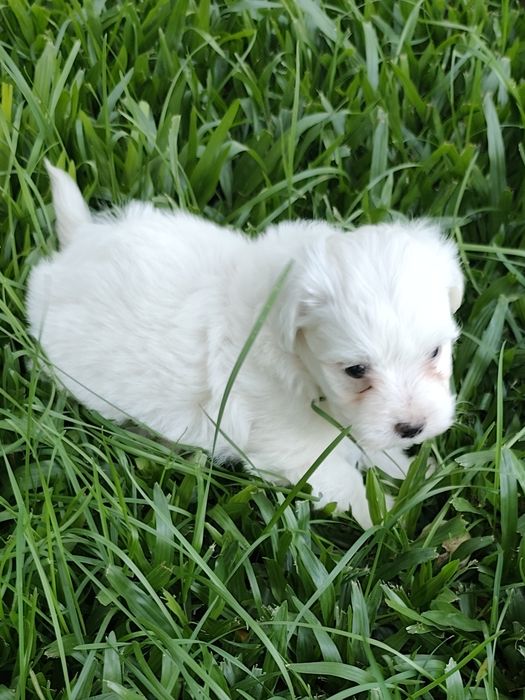 Fêmea Bichon Maltês
