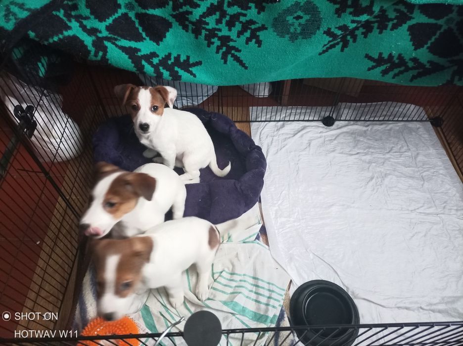 Щенята Джек Рассел