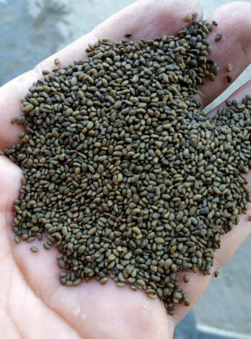 Люцерна магничена сорт Надія люцерка