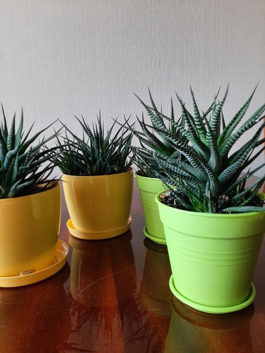 Продам рослини Хавортія