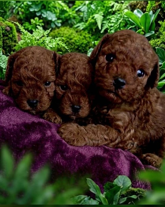 Pudel Toy suczka piękna ciemny red brown szkolenie wyprawka rodowód badania