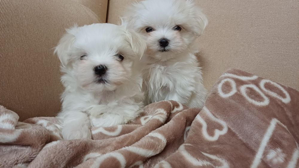 Maltańczyk mini piesek do rezerwacji