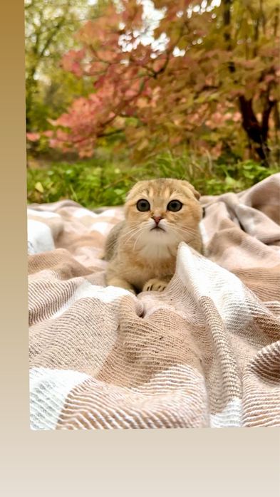 Шотландські кошенята із золотистим хутром та складеними вушками