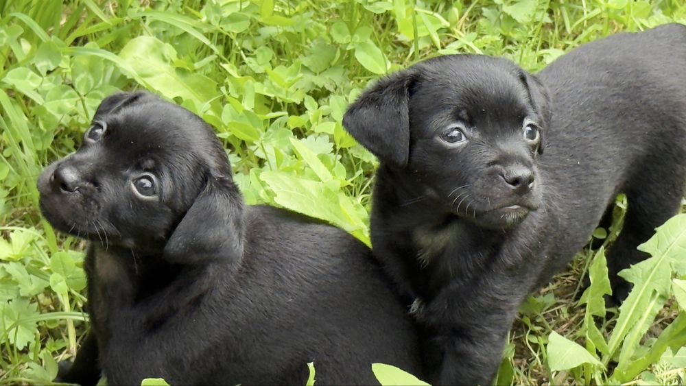 Щенята Той-терєр , хлопчики.