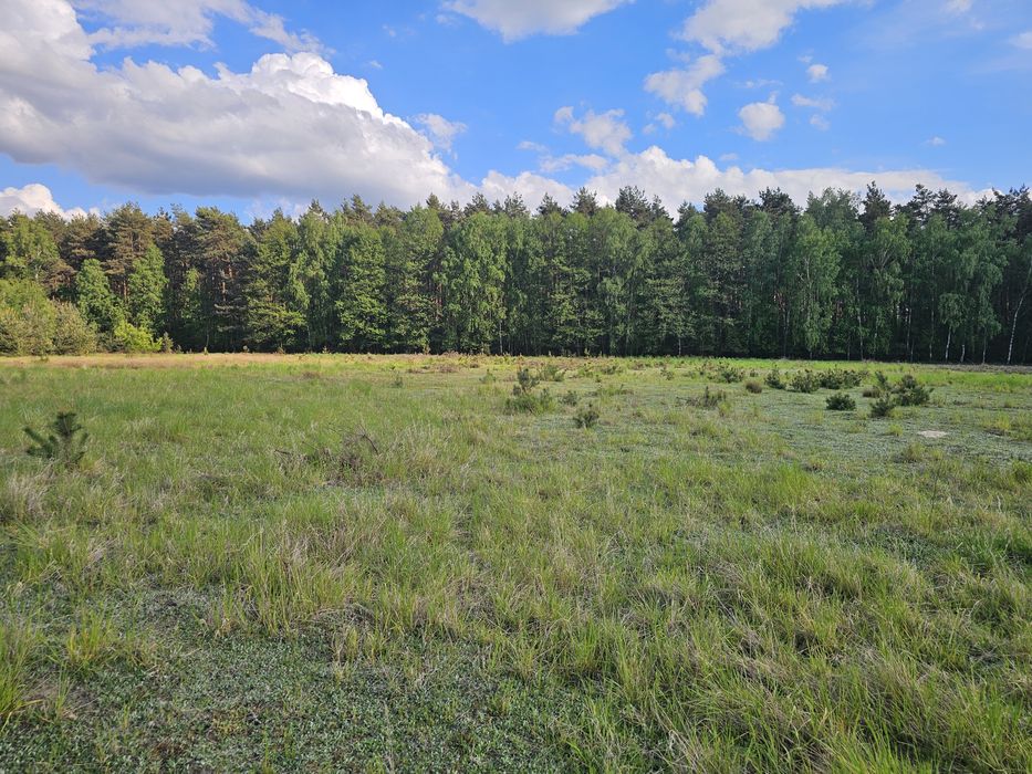 Działki budowlane w otulinie lasów