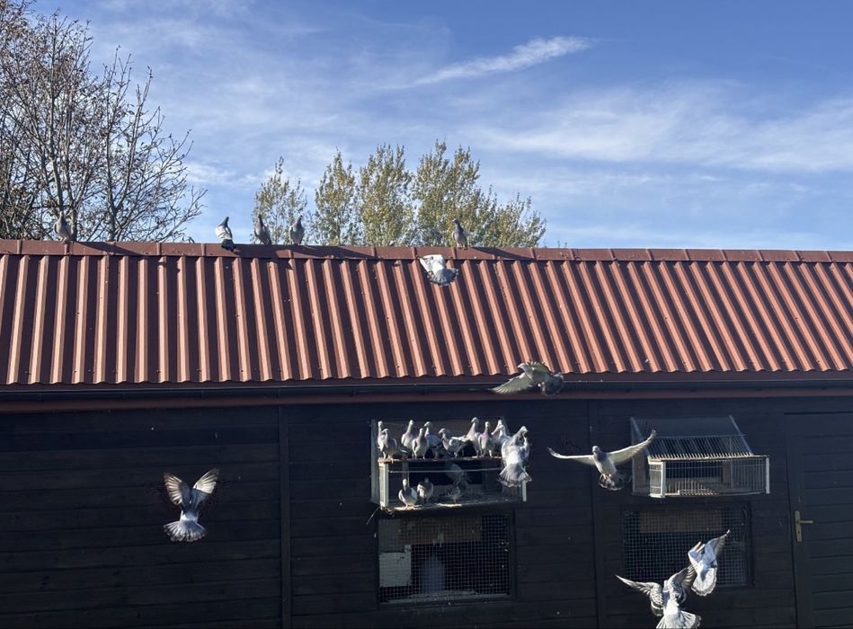 Likwidacja hodowli gołębi pocztowych