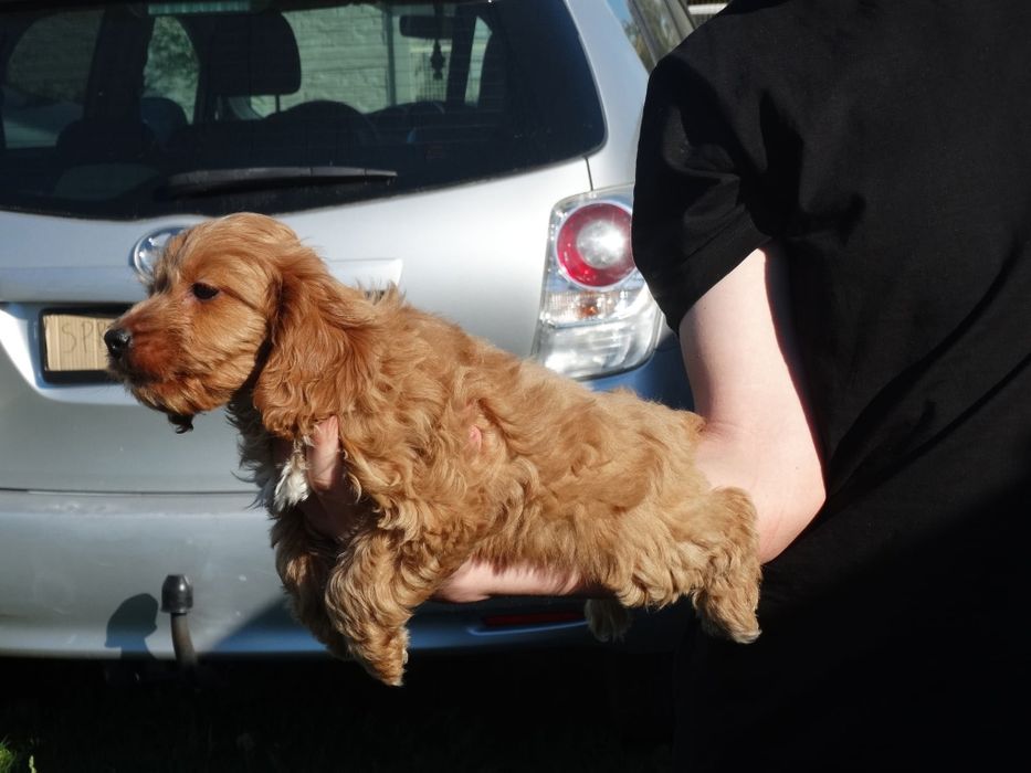 Cockapoo  dziewczyny