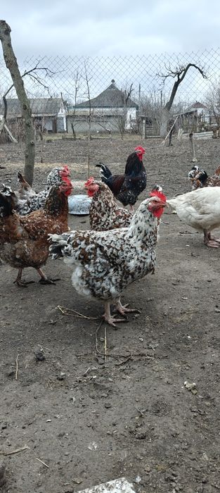 Інкубаційні яйця Лівенська