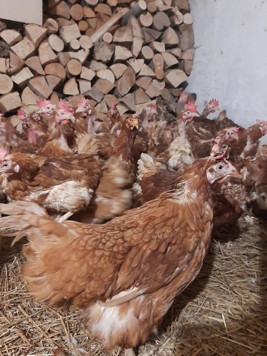 Продаю річну курочку