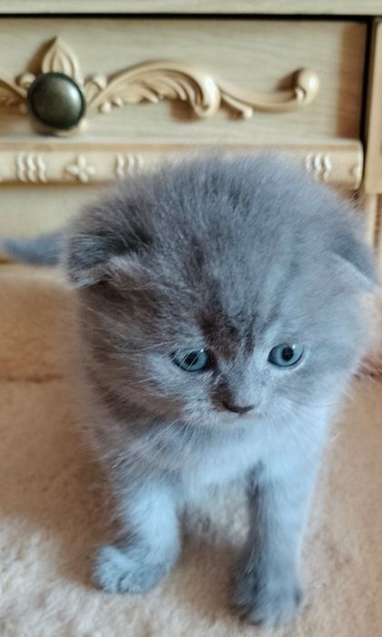 Кошенята котенята