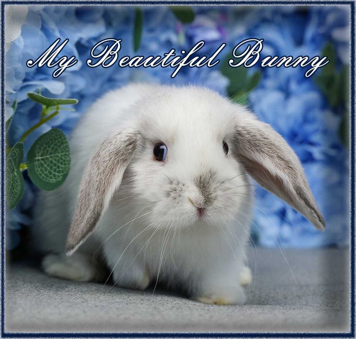 Piękny Królik 100% Mini Lop - Lilac Butterfly