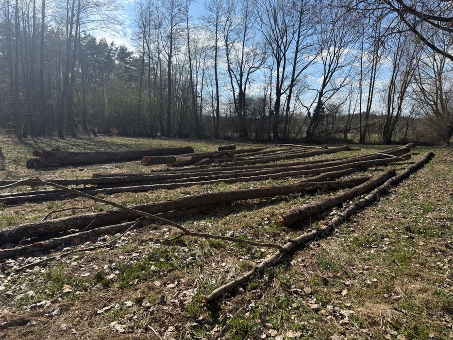 Sprzedam drzewo olszyna Olcha