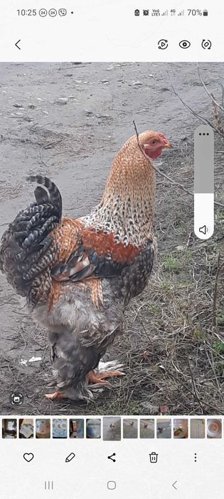 Півні  Брама, вік 1 рік 2 міс.