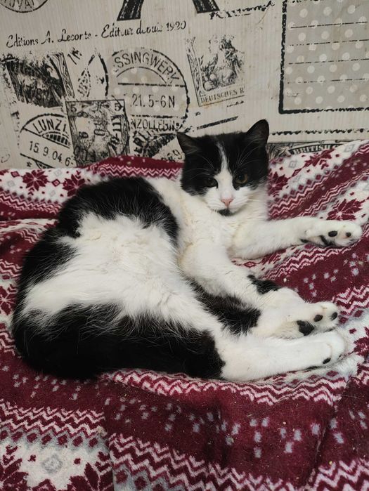 Кошенята котята (кошеня) до серця