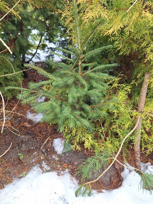 świerk pospolity sadzonki