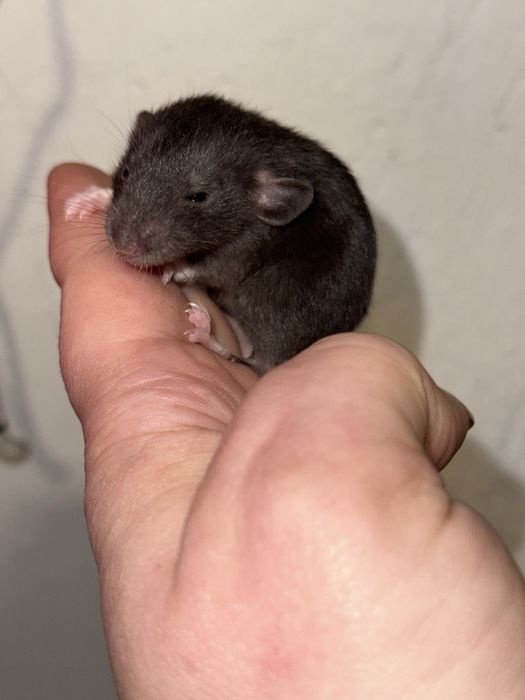 Крысынята Дамбо девчушкі и мальчишки , щурики, крисинята хлопці.