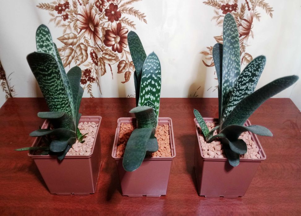 Гастерія карликова (Gasteria liliputana)