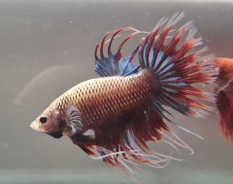 Machos peixe Betta 5€