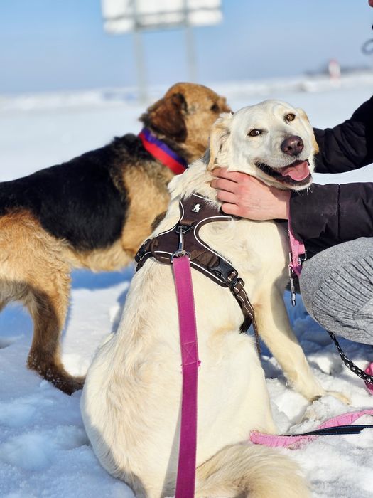 Biała piękna sunia