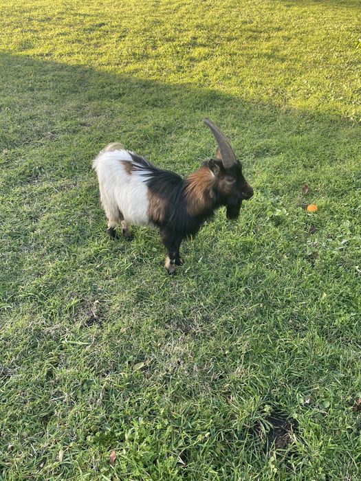 Cabras anas (adultas)