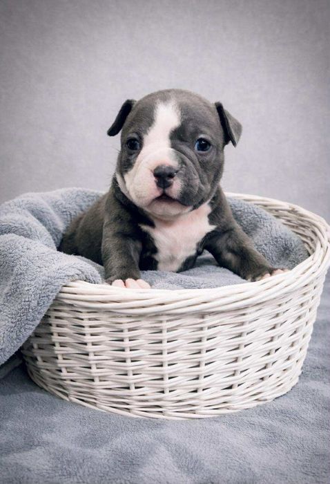 Suczka American Bully Big Dogs Romania