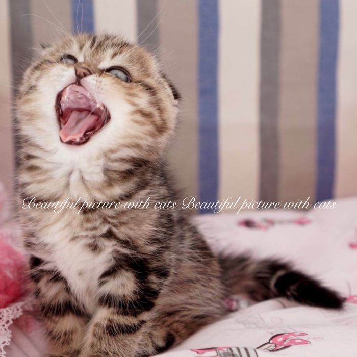 Чудові    кошенята