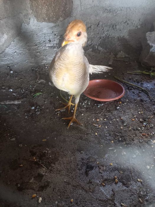 Vendo Faisões gigi