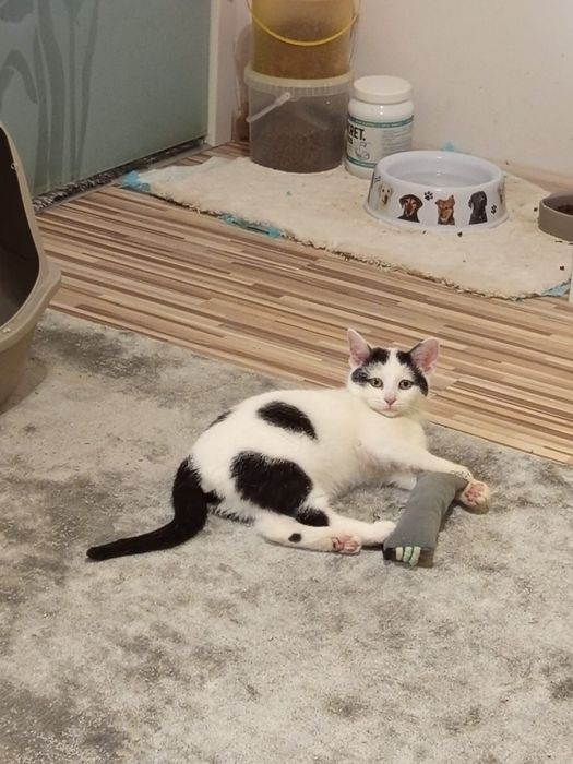 4 miesięczny kocurek szuka domu niewychodzącego