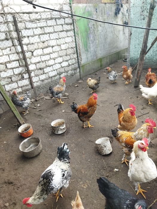 Петухи. Півні, 8 міс. не бройлерилери