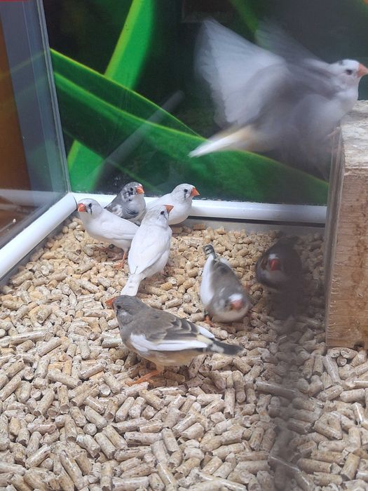Kolorowe zeberki samce i samiczki młode