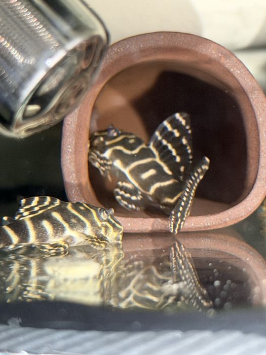 Месеносець , анциструси , та інші