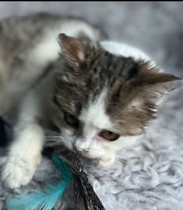 Przekochana Suszi błaga o dom..