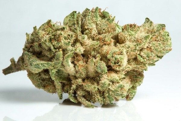 Susz Cbd, Łomża dowóz, konopie indyjskie, marihuana 6-16%