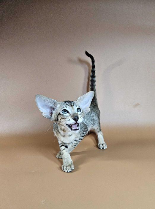 Ориентальный котенок ориентальная девочка Lolly