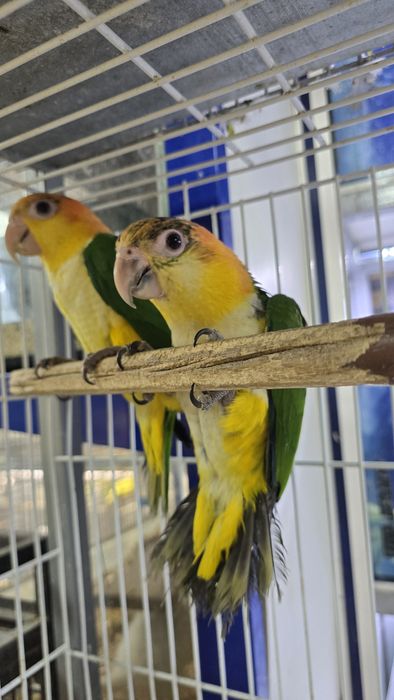 Marianinhas muito meigas