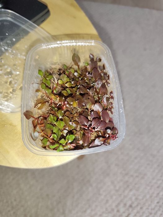 Czerwona roślina do terrarium