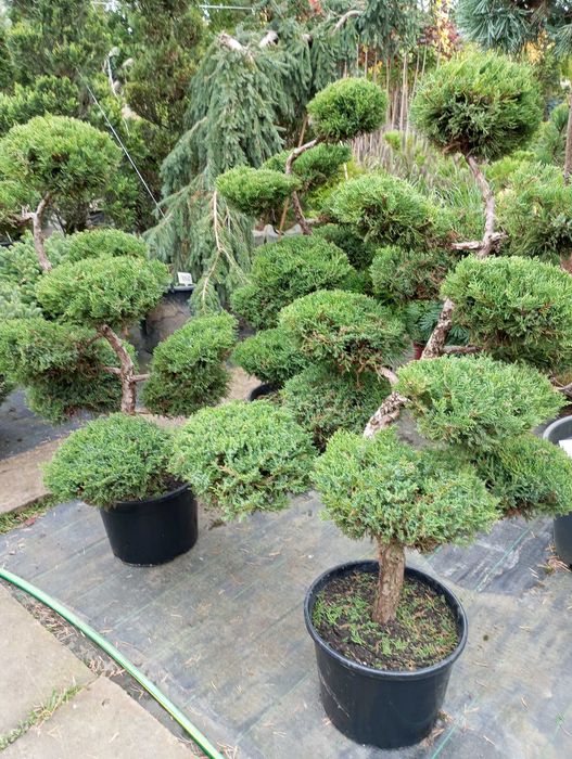 Bonsai z jałowca sprzedam