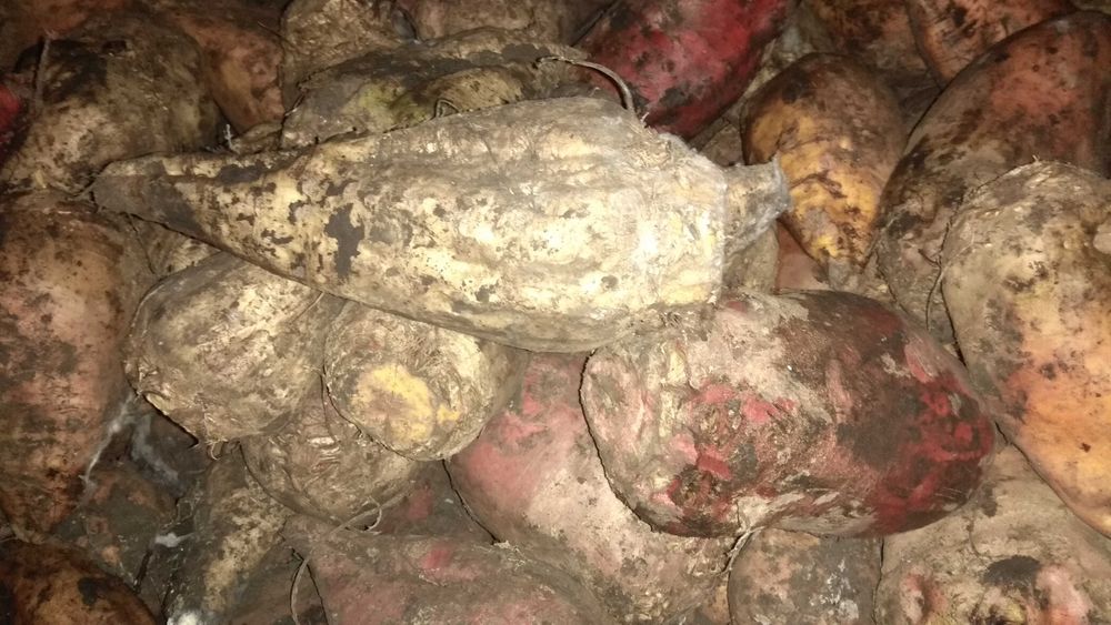 Кормовий буряк 3 сорти