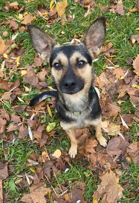 Маленької породи собачка Ляля у хороші ручки