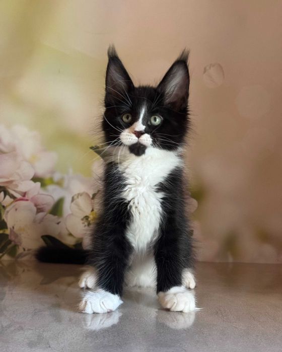 Kocurek Maine Coon Amigo