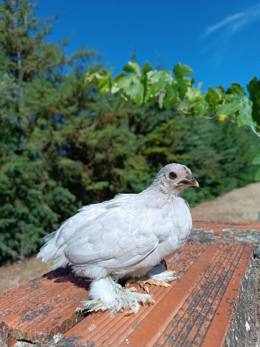 Pintos de raça pekin