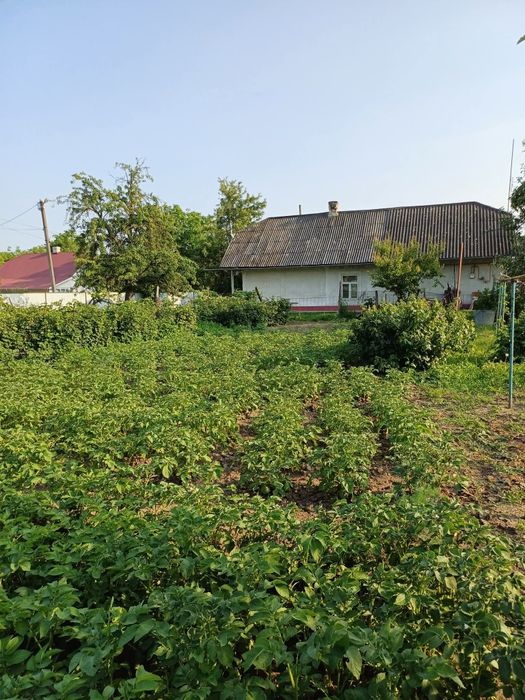 М. Новоселиця.Продається будинок